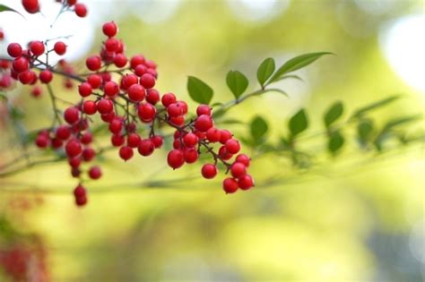 南天 風水|風水で考える縁起の良い木と悪い木とは！鬼門。